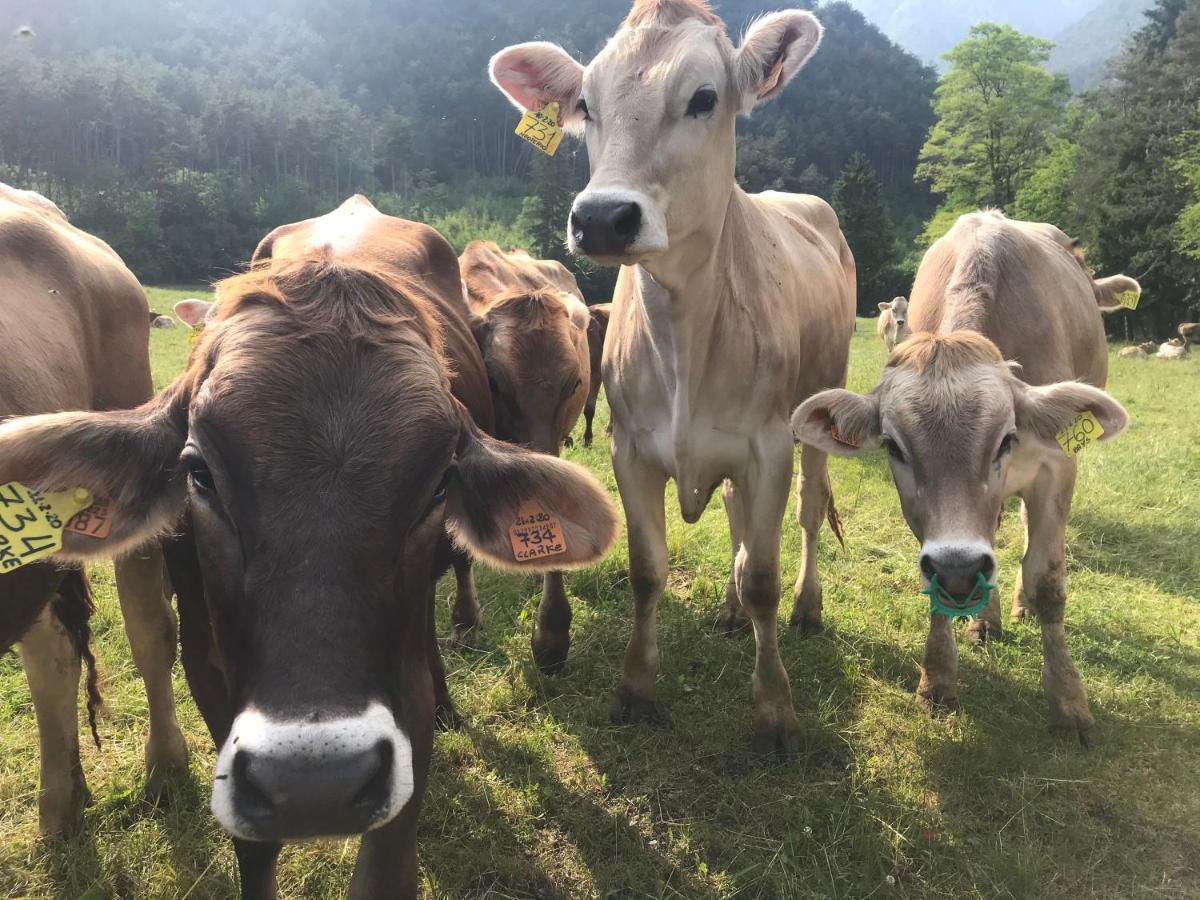 Dimora Natura-Riserva Naturale Valle Di Bondo Tremosine Exterior foto